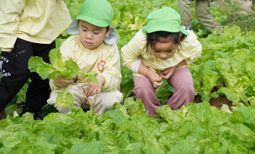 CÁC "BÁC NÔNG DÂN" NHÍ LỚP BUTTERFLY CÙNG NHAU THU HOẠCH RAU SẠCH